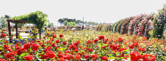 붉은 꽃들로 장관을 이루는 장미공원