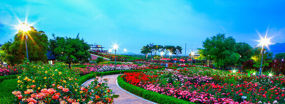 장미공원 꽃길사이로 가로수가 켜져있는 해질녘의 모습
