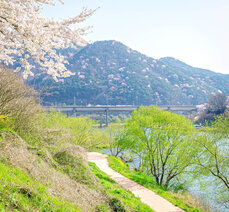 [3월] 섬진강 벚꽃 개화 시기와 곡성 벚꽃 명소는 어디?     