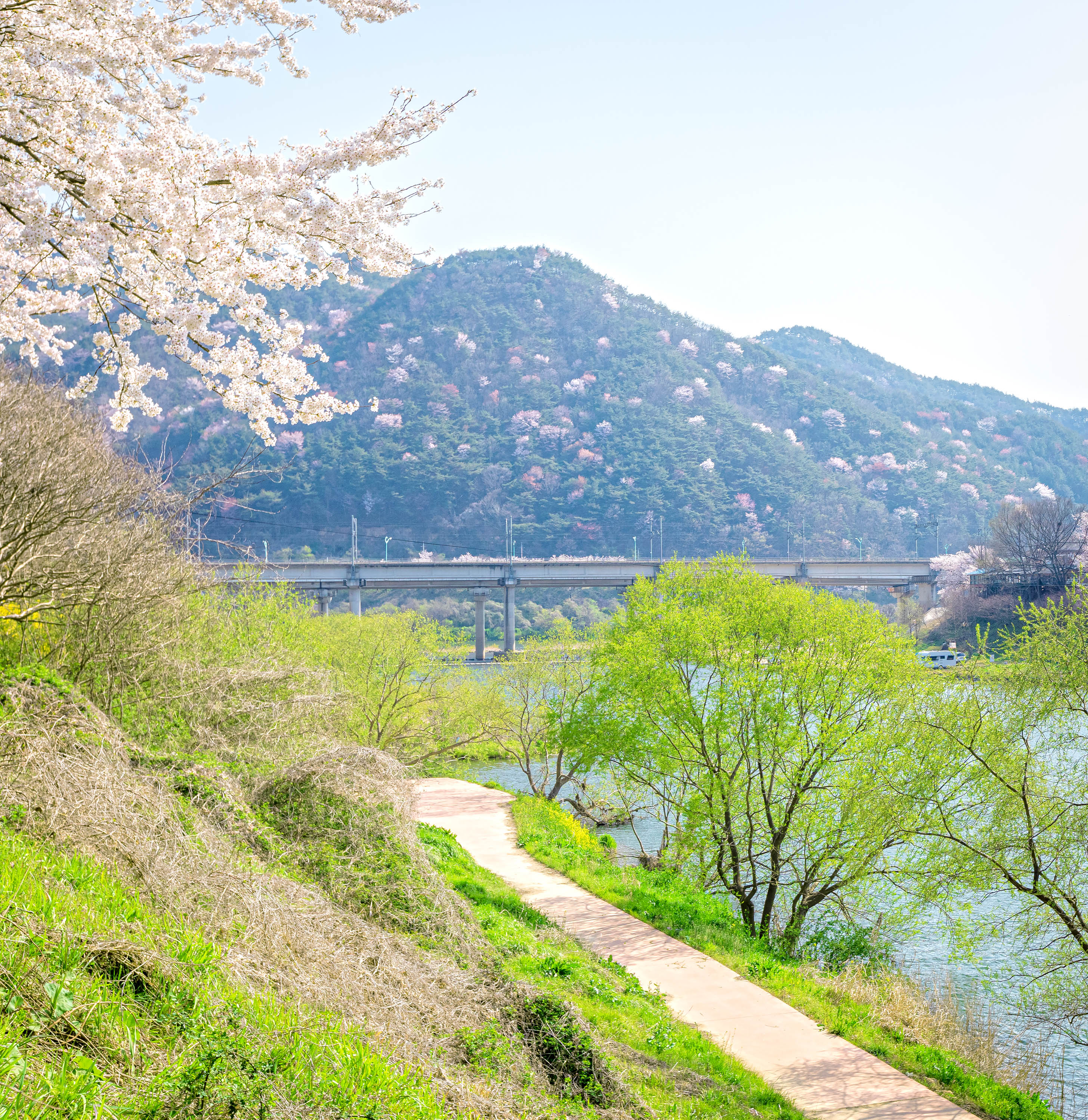 대황강변 벚꽃길